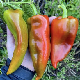 Beaver Dam, Pepper Seeds